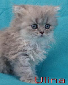 Ulina