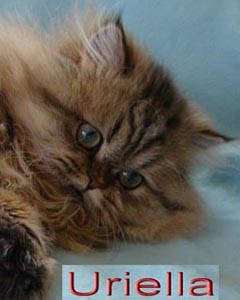 Uriella