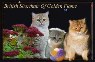 British Shorthair Of Golden Flames, Recklinghausen