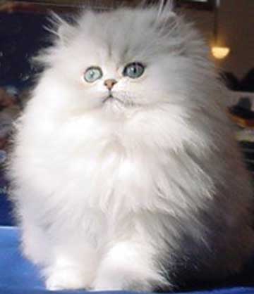 Beverly als Jungtier